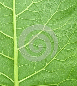 Burdock Leaf Background