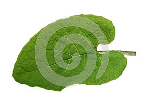 Burdock leaf isolated photo