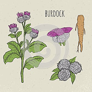 Burdock medical botanical isolated illustration. Plant, root, leaves, blossoming hand drawn set. Vintage sketch colorful