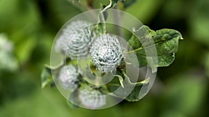 Burdock plant