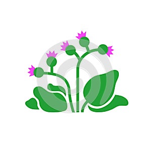 Burdock plant with leaves and flowers. Vector flat illustration isolated on white background.