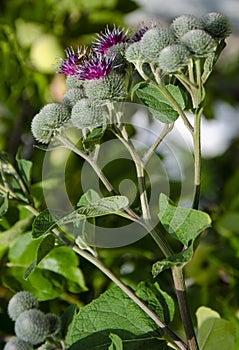 A burdock plant in the summer sunshine.Greater Burdock Arctium lappa plant