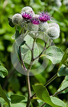 A burdock plant in the summer sunshine.Greater Burdock Arctium lappa plant