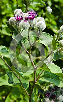 A burdock plant in the summer sunshine.Greater Burdock Arctium lappa plant