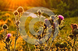 Burdock plant in the sun