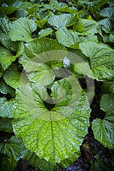 Burdock plants, Belianske Tatras mountain, Slovakia