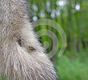 Burdock prickles which got stuck in tail of dog