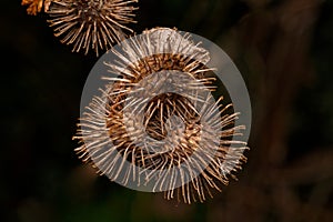 burdock ready to attach