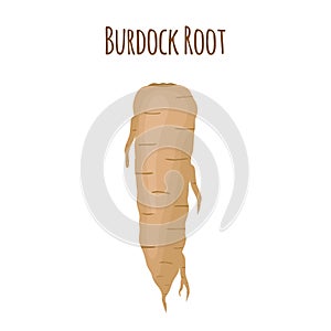 Burdock root, healthy organic medical. Botanical herbal plant. Vector illustration