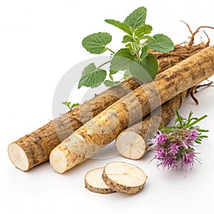Burdock root tasty healthy herbs