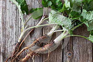 Burdock roots on a table, top view