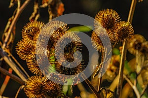 Burdock Seed Head, Arctium sp., Five Rivers Environmental Park, Delmar, New York, USA