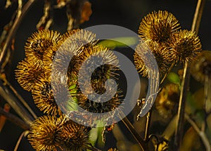 Burdock Seed Head, Arctium sp., Five Rivers Environmental Park, Delmar, New York, USA