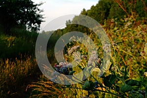 Burdock thorns near a rural road