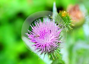 Burdock thorny flower.