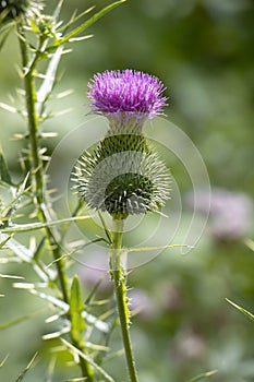 Burdock thorny purple flower, large herbaceous old world plant