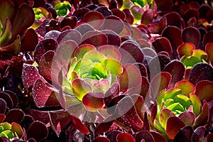 Colorato succulente 