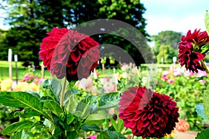 Burgandy pompon or ball dahlias in a garden