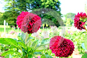 Burgandy pompon or ball dahlias in a garden