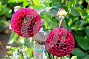 Burgandy pompon or ball dahlias in a garden