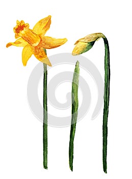 Burgeon and flower of yellow narcissus