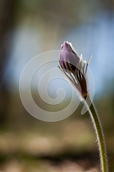 Burgeon of pasque-flower