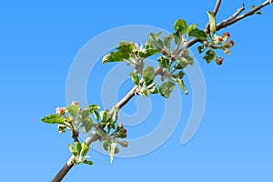 Burgeoning apple tree branch