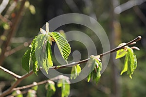 Burgeoning plant