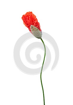 A burgeoning red poppy isolated on white background