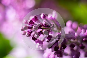 Burgeons of lilac garden flower ready to bloom in garden