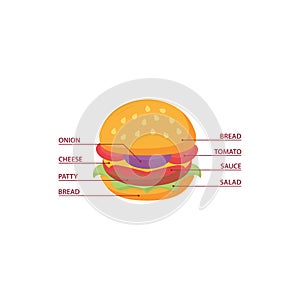 Burger ingredients composition infographic. Vector icon template