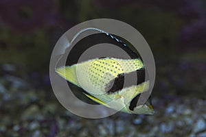 Burgess` Butterflyfish Chaetodon burgessi.