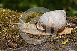 Burgundu snail on moss