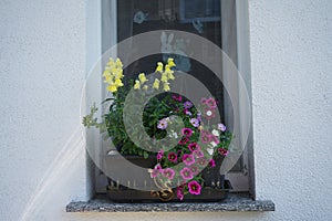 Burgundy Calibrachoa cabaret \'Good Night Kiss\', purple Calibrachoa spec. and yellow Antirrhinum majus bloom in August.