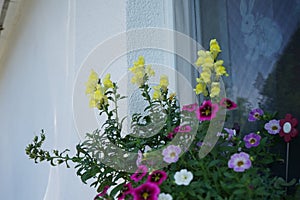 Burgundy Calibrachoa cabaret \'Good Night Kiss\', purple Calibrachoa spec. and yellow Antirrhinum majus bloom in August.