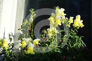 Burgundy Calibrachoa cabaret \'Good Night Kiss\', purple Calibrachoa spec. and yellow Antirrhinum majus bloom in a box