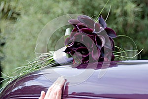 Burgundy calla lillies