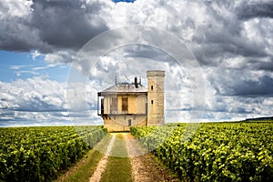 Burgundy, Chateau de La Tour and vineyards, Clos de Vougeot. France