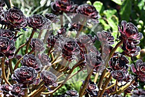 Burgundy dark purple red foliage and rosettes of the succulent plant Aeonium arboretum atropurpureum, family Crassulaceae