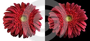 Burgundy flower isolated with clippingpath.