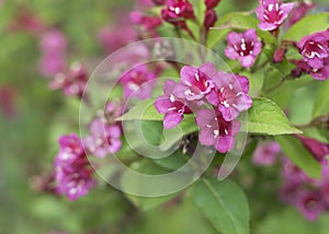 burgundy flowers of Kolkwitzia amabilis