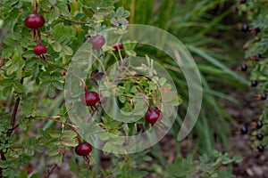 Burgundy fruits of Rosa spinosissima. Ripe red berries of a scottish rose on a bush, autumn season