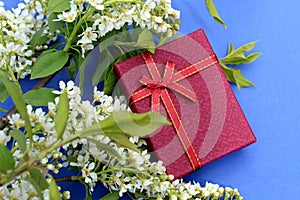 A burgundy gift box lies on a blue background surrounded by bird cherry flowers.