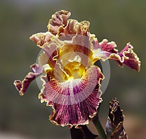 Burgundy and Gold Lacy Iris