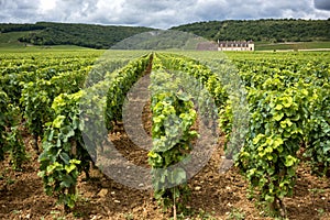 Burgundy, many chateau castle are surrounded by many acres of vineyards and are great wine producers. France.