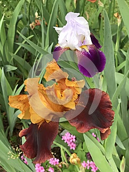 Burgundy and Orange Gold Old Time Historic Tall Bearded Iris and Purple and white Historic Blossom - Iris × germanica