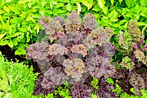 Burgundy ornamental shrub cabbage and celery grow in the garden.