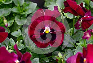 Burgundy pansies in flower pots in a greenhouse.