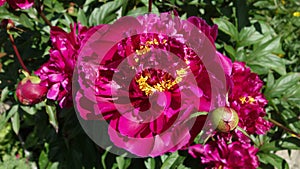 Burgundy peonies