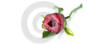 Burgundy peony bud isolated on white background